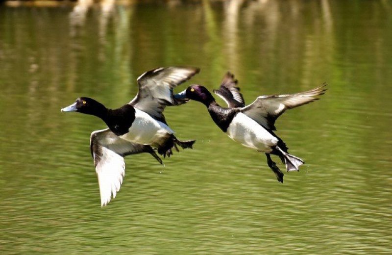 Tufted duck 2393997128